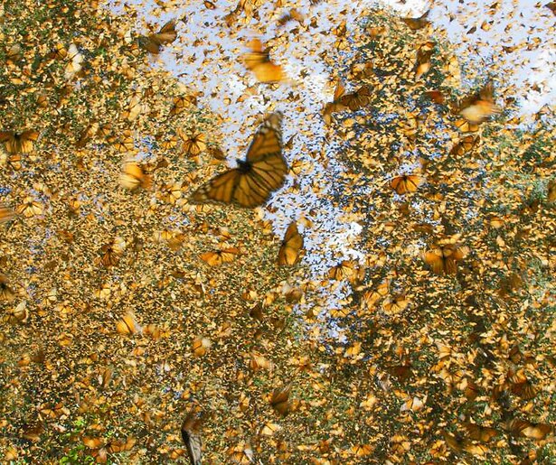 Robotdieren leggen het gedrag van majestueuze monarchvlinders vast