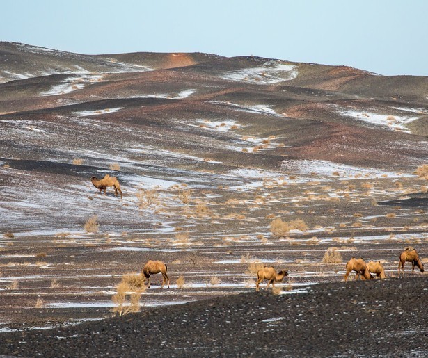 Kamelen zoeken water in natuurdocumentaire A Perfect Planet 