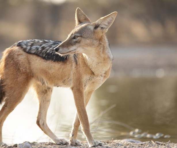 Wilde honden met liefdesverdriet in slotaflevering Dogs in the Wild - Meet the Family