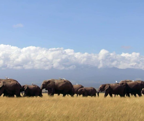 Een bijzonder fenomeen bij olifanten wordt getoond in Natuur op 2: Dynasties