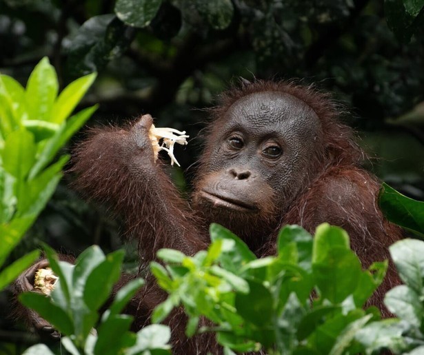 De natuurreeks Eden - Paradijs op Aarde wordt herhaald op NPO 2