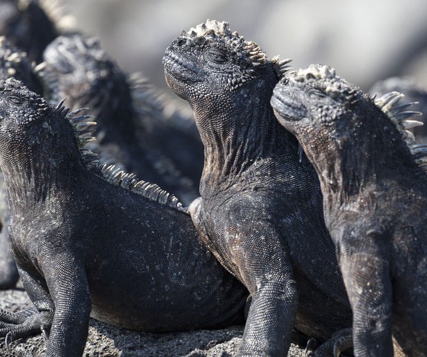 Leguaan tegen hongerige slangen in Planet Earth