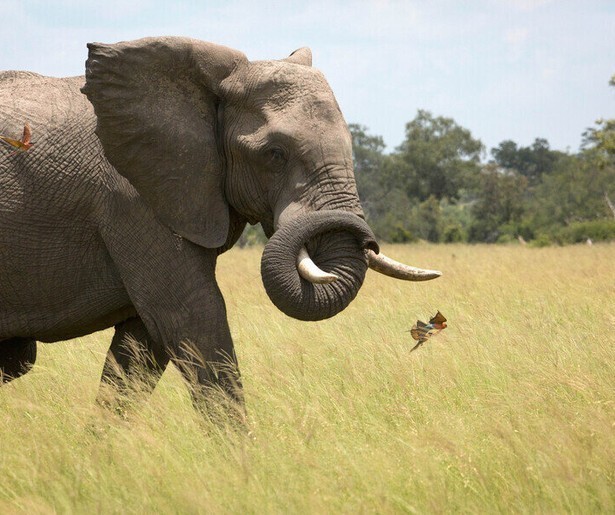 Olifanten en bijen blijken de dikste vrienden in Planet Earth