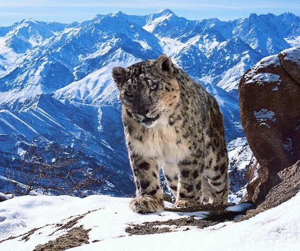 Makers van Planet Earth hebben eindelijk de sneeuwpanter vastgelegd op camera