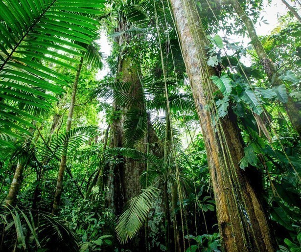 De relatie tussen planten en mensen staat centraal in de slotaflevering van The Green Planet