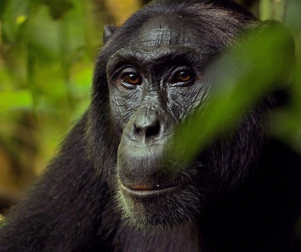 De versiertechnieken van dieren in The Mating Game