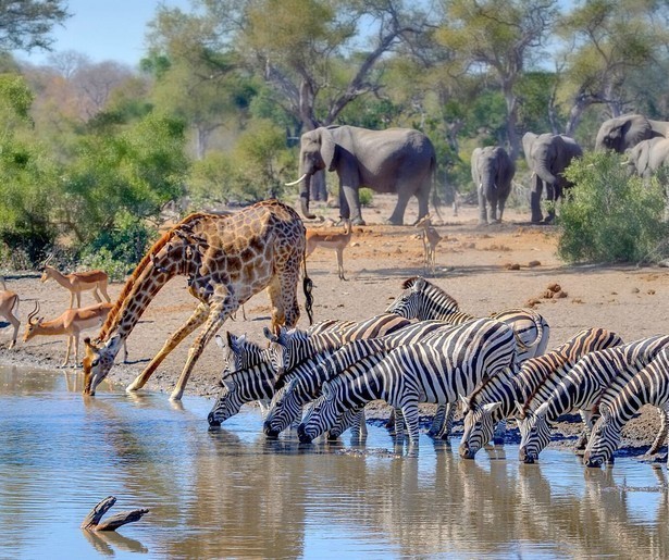 Hoe gedragen Afrikaanse leeuwen, olifanten en bavianen zich?