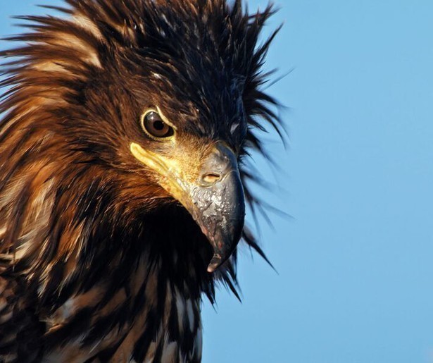 De docuserie Wild Scandinavia zoomt in op de ruige kust