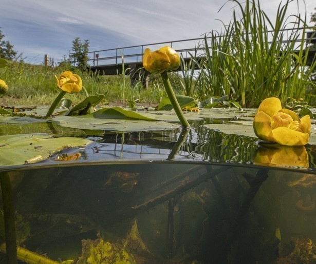 Het leven onder water in beeld in documentaire Nederland onder Water