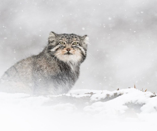 Fotograaf Vincent Munier beheert de kunst van het wachten in The Velvet Queen