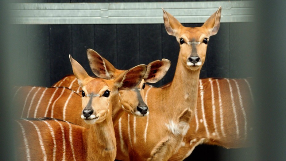 Nyala's in Op Safari