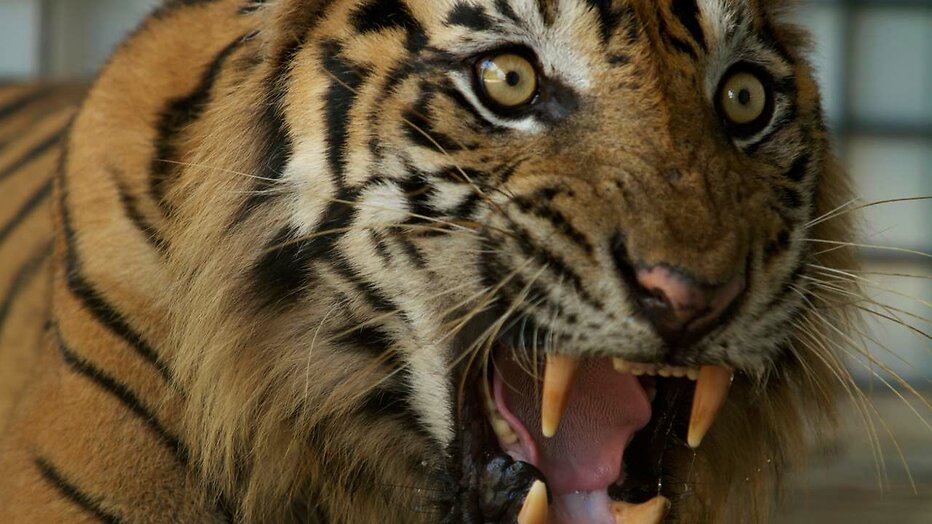Tijger Tijger