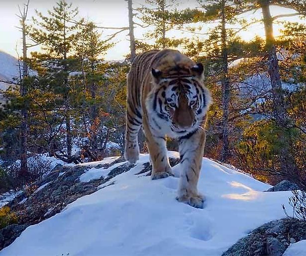 Netflix maakt top 10 best bekeken programma's bekend