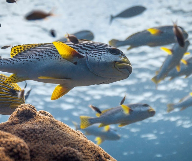 David Attenborough viert zijn 100e verjaardag met Ocean
