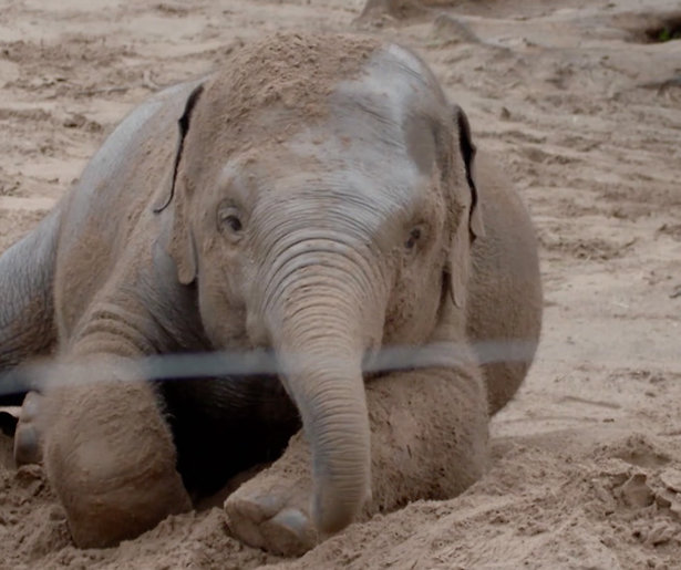 Lief! Olifanten spelen in de regen