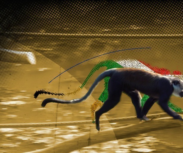 Alles wat je moet weten over de nieuwe realityshow Op Safari