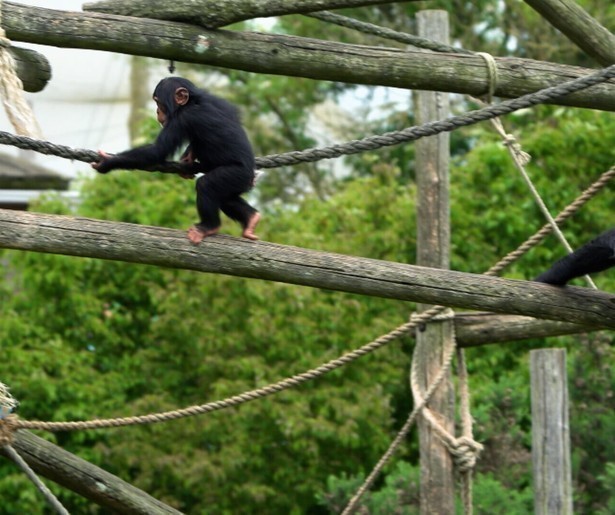 Krijg een kijkje in het leven van de West-Afrikaanse chimpansees in Op Safari