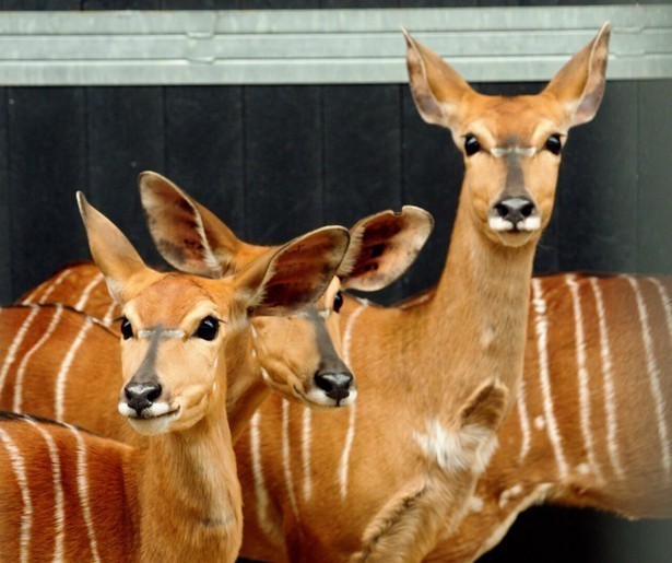 Het derde seizoen van Op Safari laat de kijker kennismaken met de Nyala