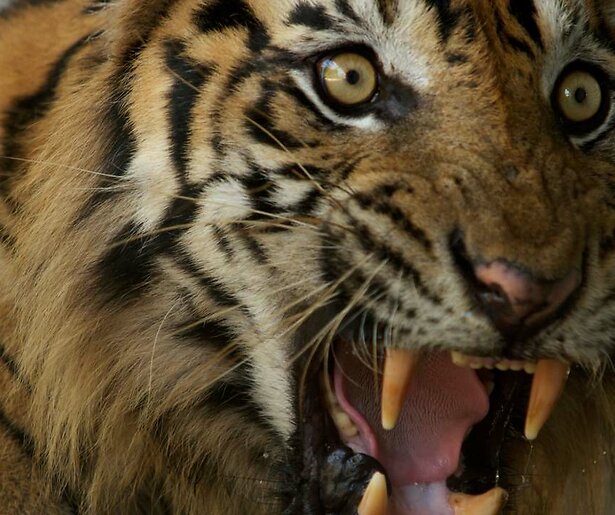 Tijger Angara moet naar de tandarts in slotaflevering Op Safari