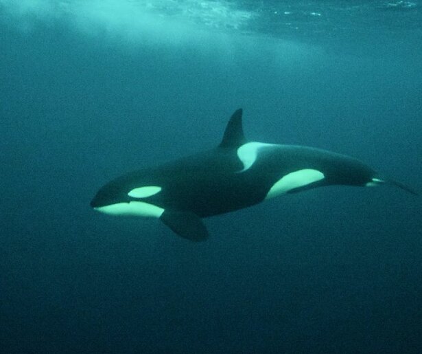 Dit mag je verwachten van de slotaflevering van De Wilde Noordzee