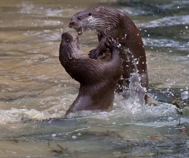 Vrolijk gespartel in waterland Nederland