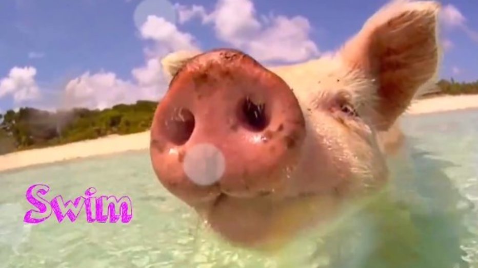 YouTube-hit: schattige biggetjes zwemmen in zee