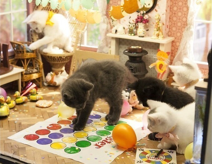 Nieuwe kittens in Poesjes