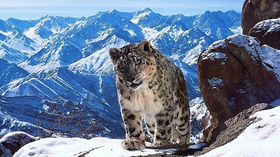 Maanden wachten op een sneeuwpanter in Planet earth