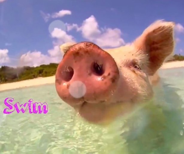 YouTube-hit: schattige biggetjes zwemmen in zee