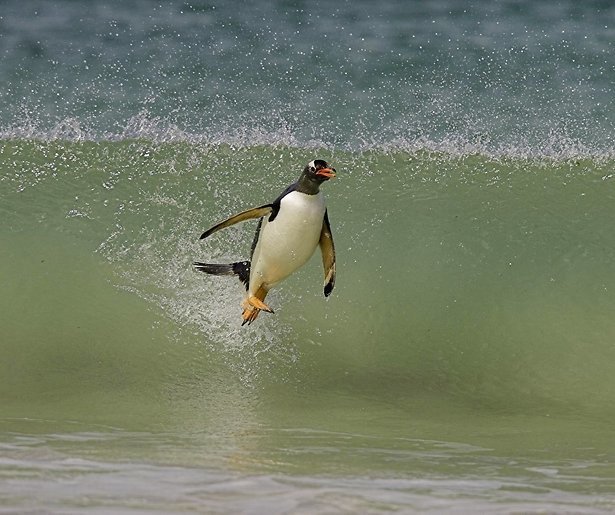 Veel natuur op RTL 8