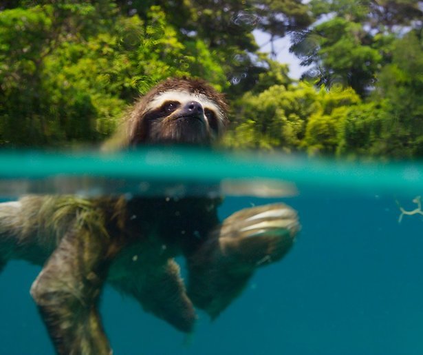 De TV van gisteren: Planet Earth blijft zondagavondkampioen