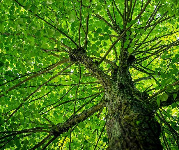 Zijn de 'groene projecten' van gasleveranciers gebakken lucht? Pointer onderzoekt het