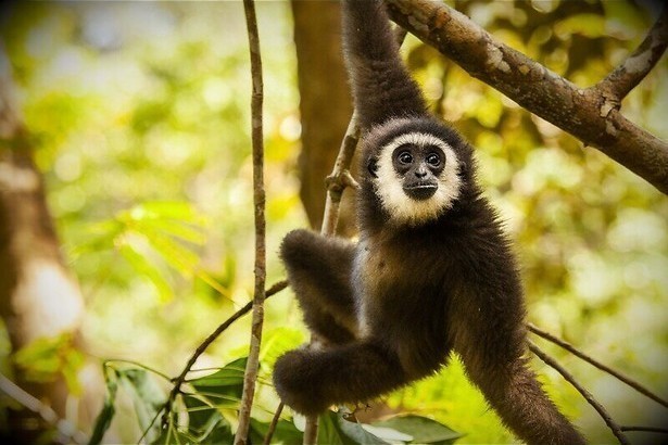 Natuur: Een grote apenfamilie