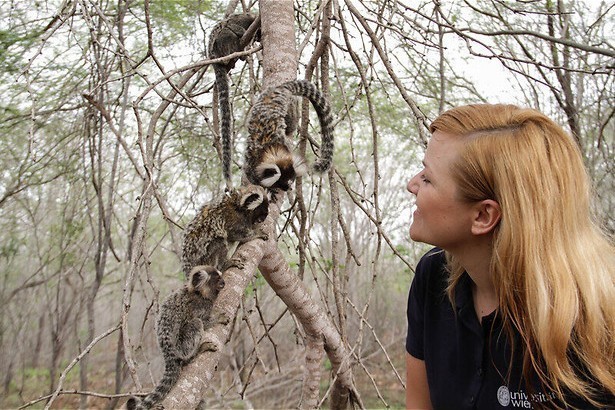 Geheime apentaal in Primates
