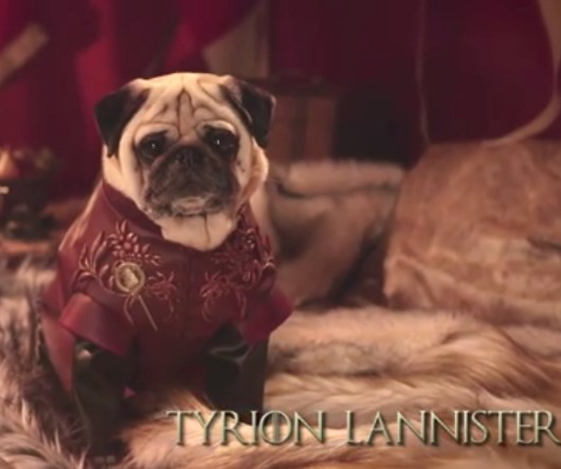 YouTube-hit: pugs maken Game of Thrones schattig