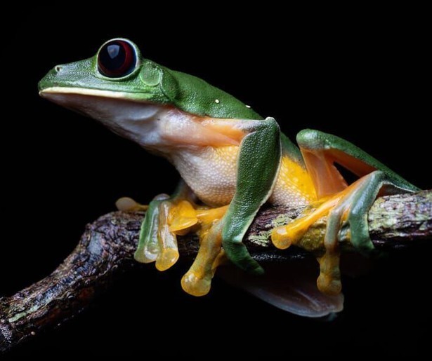 David Attenborough neemt de kijkers van Planet Earth mee naar het prachtige Costa Rica