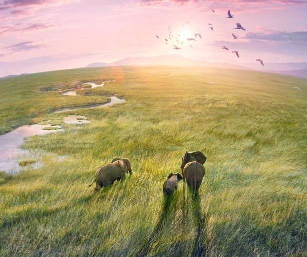 Wegdromen bij de prachtige natuur en dieren met David Attenborough in Planet Earth