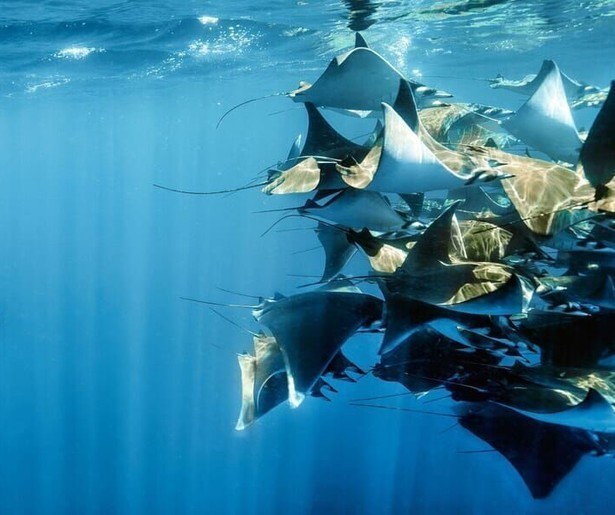 David Attenborough vertelt over de bijzondere onderwaterwereld in Planet Earth