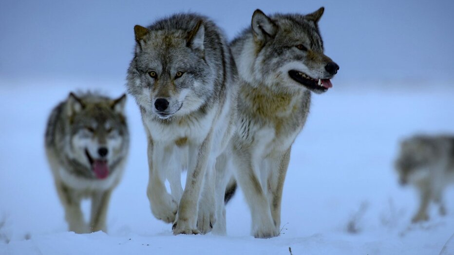 Roedel wolven in The Americas