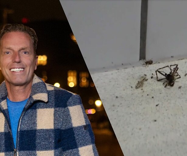 De Hygiënepolitie: 'Meer muizen dan mensen in bioscopen en kadavers van spinnen'