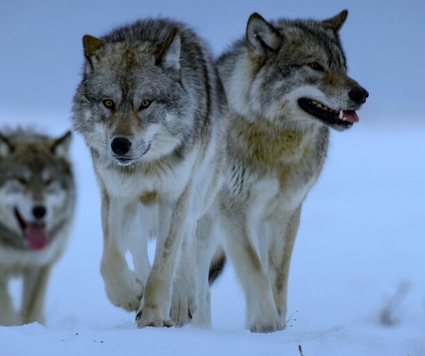 Een ijsbeer komt oog in oog te staan met een roedel wolven in The Americas