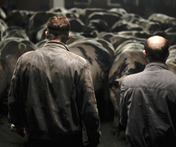 Matthias Schoenaerts heeft het zwaar in Rundskop
