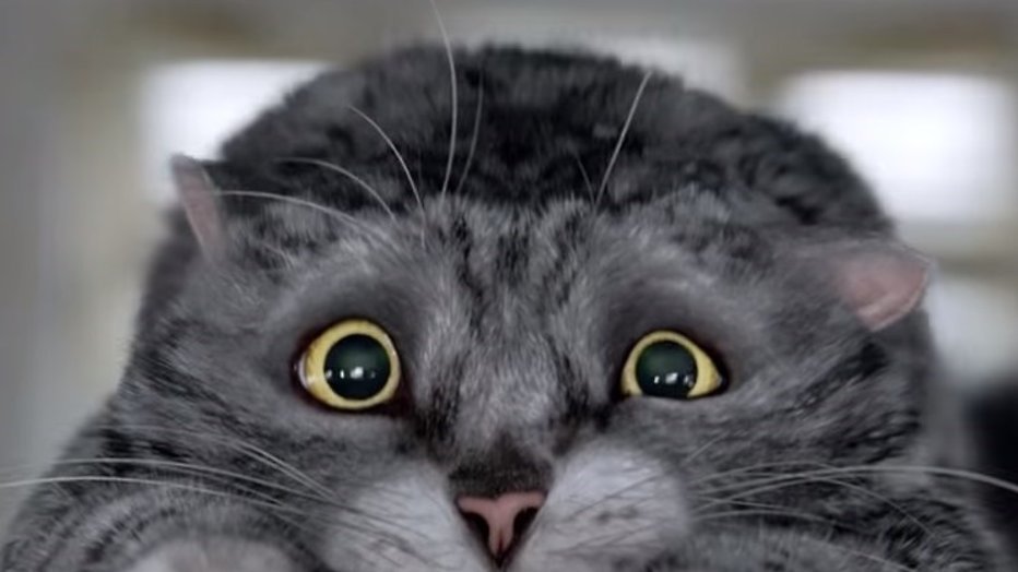 YouTube-hit: Mog de Kat redt kerst in Britse supermarktreclame