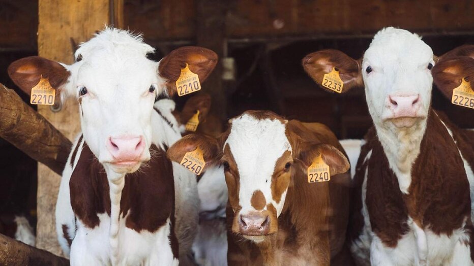 Bij Ons Op De Boerderij Bij Ons Op De Boerderij