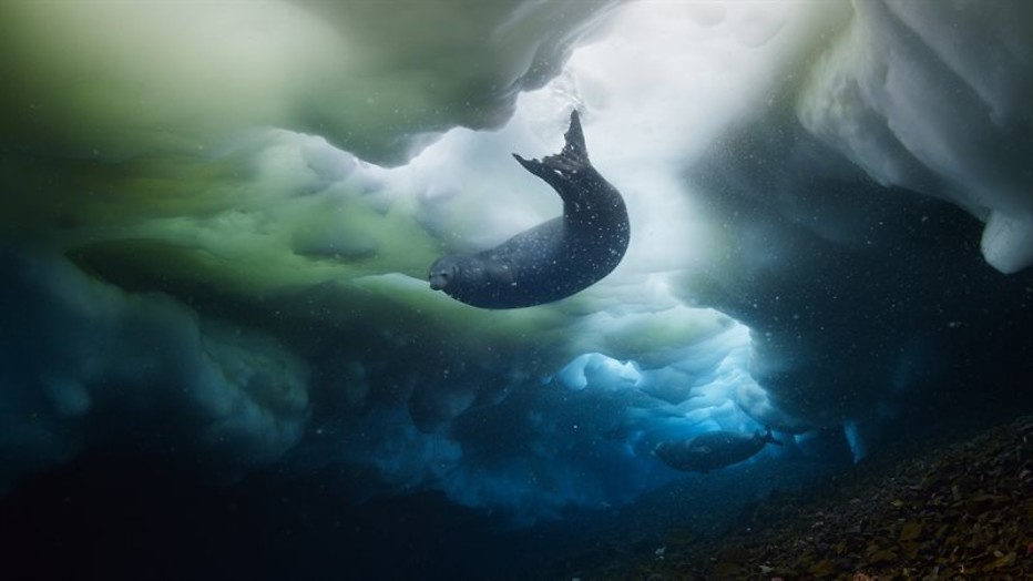 Afrikaanse zoektocht naar voedsel