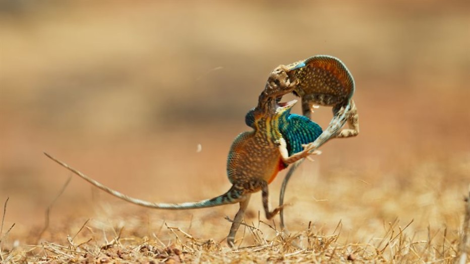 Bijzondere beestenbende in Azië