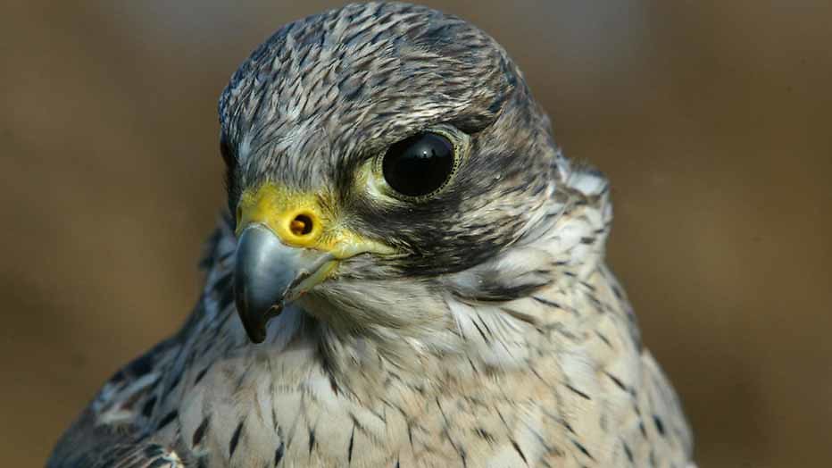 Nature Live: Live natuurprogramma in zes landen tegelijk