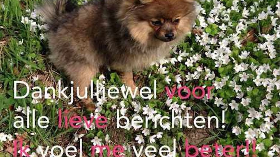 Hondje van Kim Kötter en Jaap Reesema hersteld na aanval Hondje van Kim Kötter en Jaap Reesema hersteld na aanval