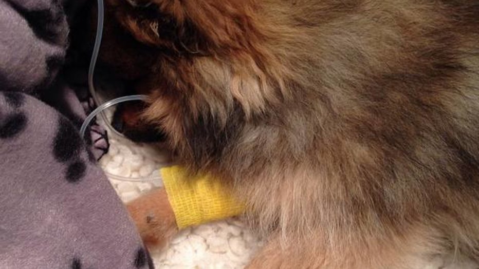 Hondje van Kim Kötter en Jaap Reesema 'uit elkaar getrokken'