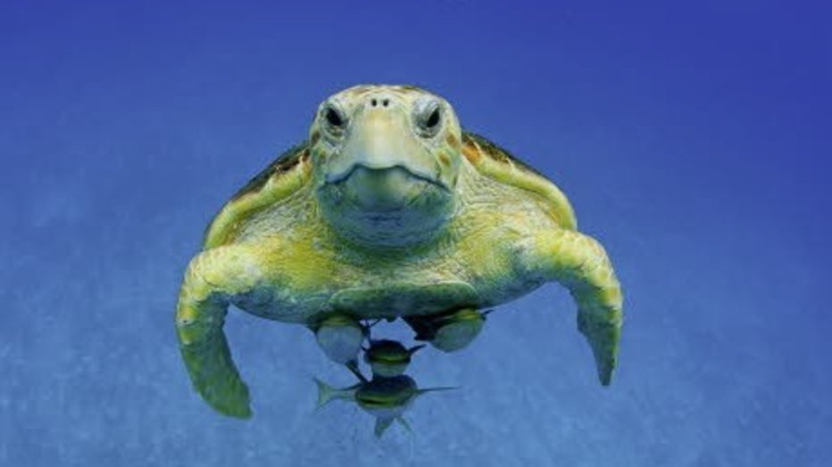 Kijktip: Start documentairereeks Atlantic: The Wildest Ocean on Earth Kijktip: Start documentairereeks Atlantic: The Wildest Ocean on Earth